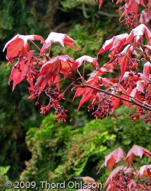 Acer palmatum f. atropurpureum